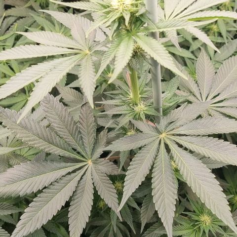 Mimosa x Orange Punch growlog timeline photo
