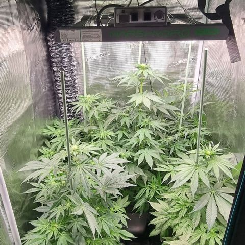 Mimosa x Orange Punch growlog timeline photo