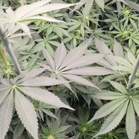 Mimosa x Orange Punch growlog timeline photo
