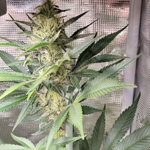 Mimosa x Orange Punch growlog timeline photo
