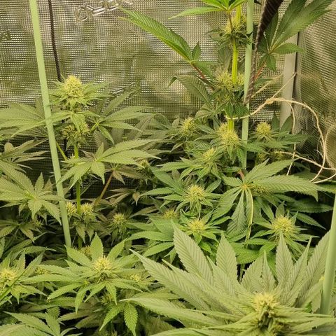 Mimosa x Orange Punch growlog timeline photo