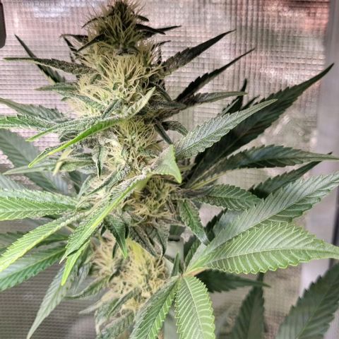Mimosa x Orange Punch growlog timeline photo
