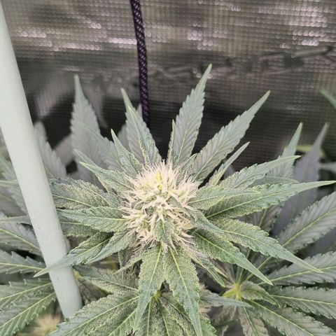Mimosa x Orange Punch growlog timeline photo
