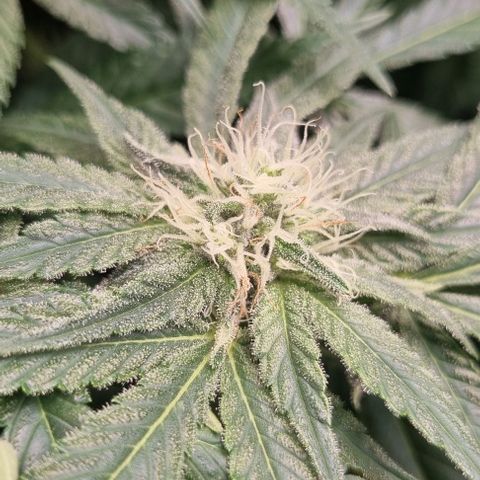 Mimosa x Orange Punch growlog timeline photo