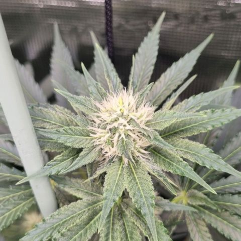 Mimosa x Orange Punch growlog timeline photo