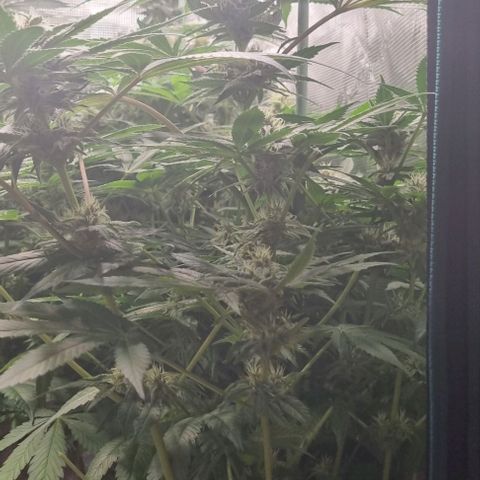 Mimosa x Orange Punch growlog timeline photo