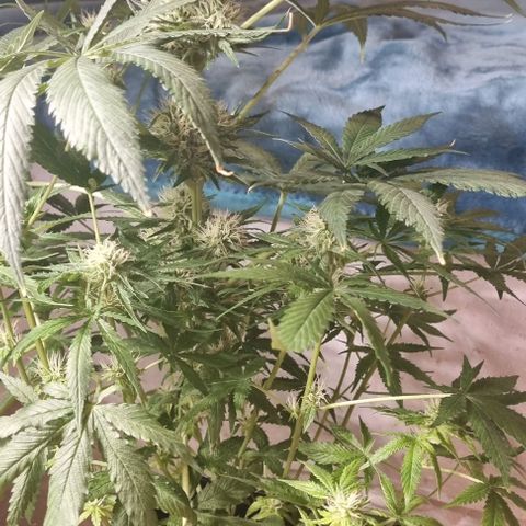 Mimosa x Orange Punch growlog timeline photo