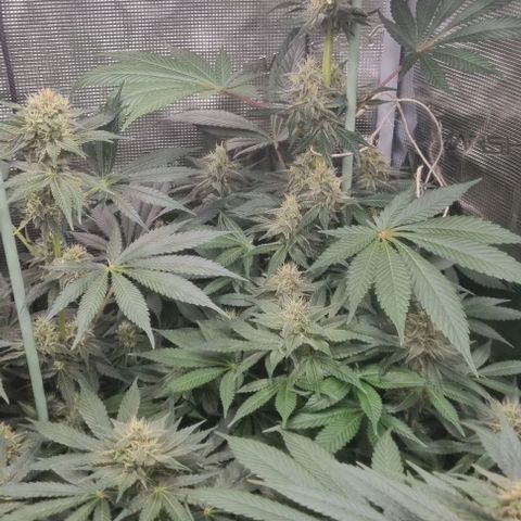 Mimosa x Orange Punch growlog timeline photo