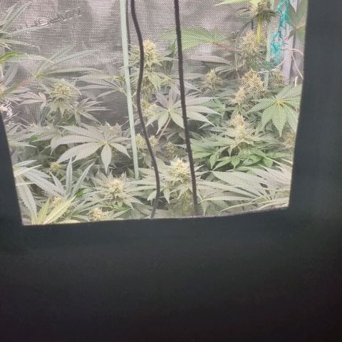 Mimosa x Orange Punch growlog timeline photo