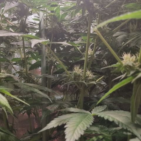 Mimosa x Orange Punch growlog timeline photo