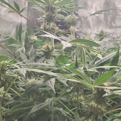 Mimosa x Orange Punch growlog timeline photo