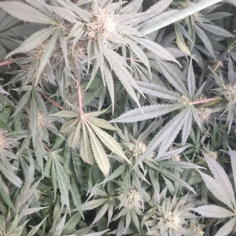 Mimosa x Orange Punch growlog timeline photo