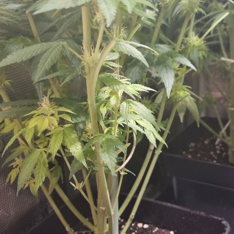 Mimosa x Orange Punch growlog timeline photo