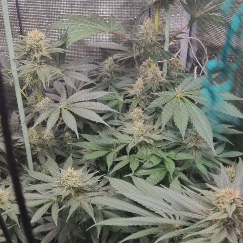 Mimosa x Orange Punch growlog timeline photo