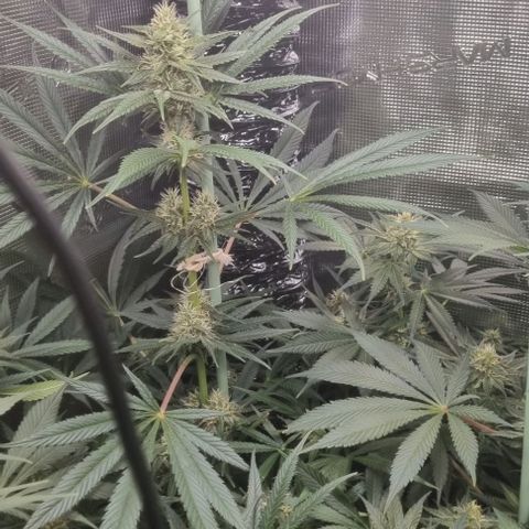 Mimosa x Orange Punch growlog timeline photo
