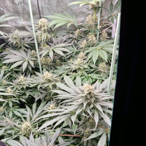 Mimosa x Orange Punch growlog timeline photo
