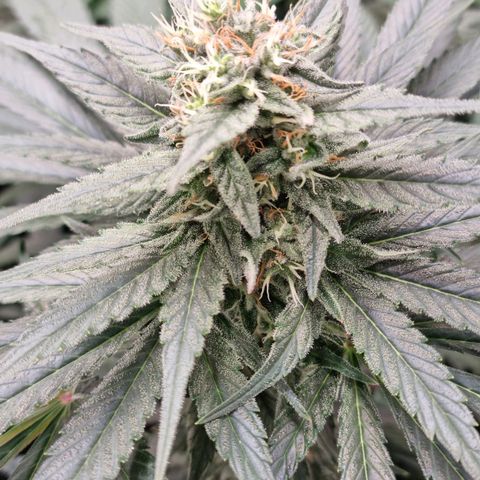Mimosa x Orange Punch growlog timeline photo