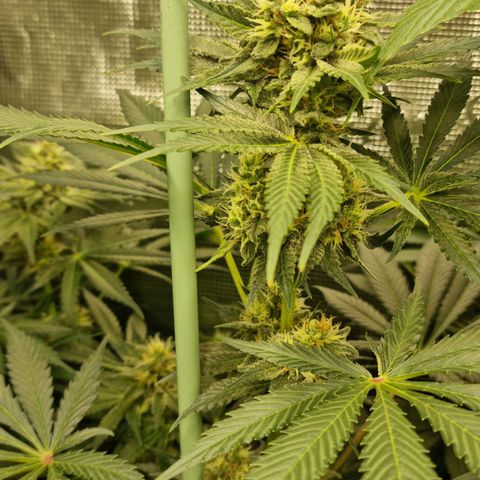 Mimosa x Orange Punch growlog timeline photo