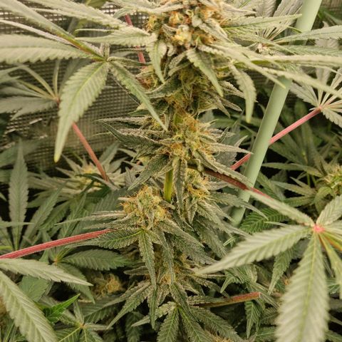 Mimosa x Orange Punch growlog timeline photo