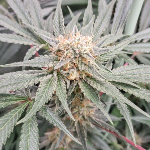 Mimosa x Orange Punch growlog timeline photo
