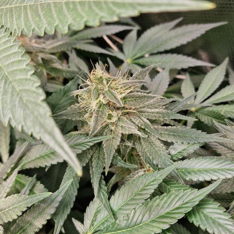 Mimosa x Orange Punch growlog timeline photo
