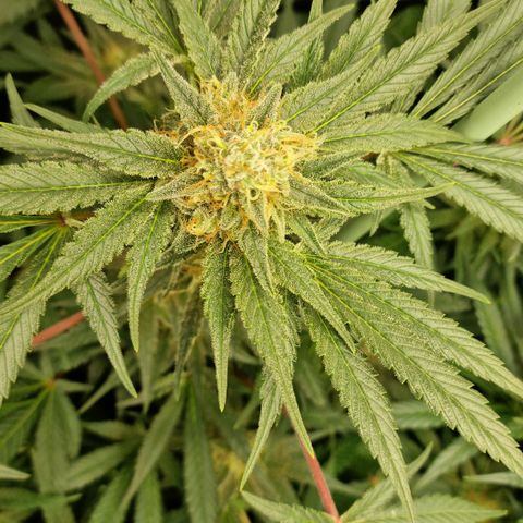 Mimosa x Orange Punch growlog timeline photo