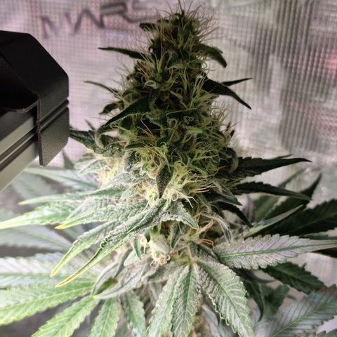 Mimosa x Orange Punch growlog timeline photo