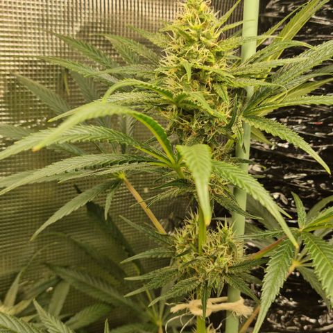 Mimosa x Orange Punch growlog timeline photo