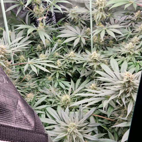 Mimosa x Orange Punch growlog timeline photo