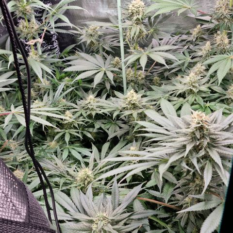 Mimosa x Orange Punch growlog timeline photo