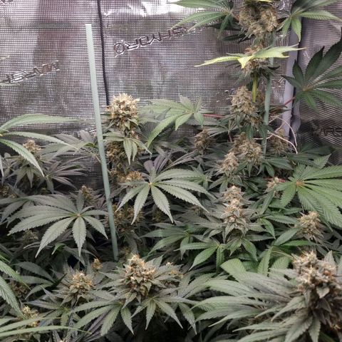 Mimosa x Orange Punch growlog timeline photo