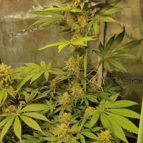 Mimosa x Orange Punch growlog timeline photo