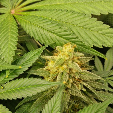Mimosa x Orange Punch growlog timeline photo