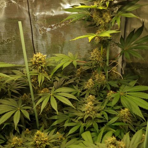 Mimosa x Orange Punch growlog timeline photo