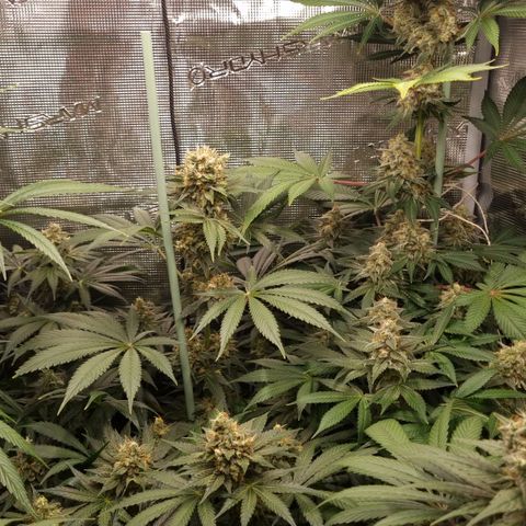 Mimosa x Orange Punch growlog timeline photo