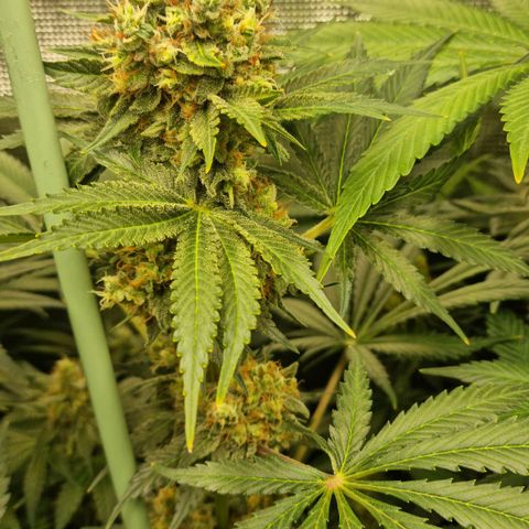 Mimosa x Orange Punch growlog timeline photo