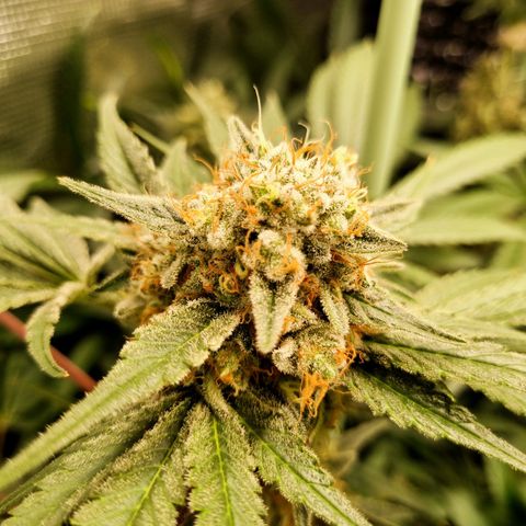 Mimosa x Orange Punch growlog timeline photo