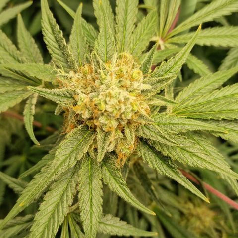 Mimosa x Orange Punch growlog timeline photo