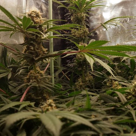 Mimosa x Orange Punch growlog timeline photo