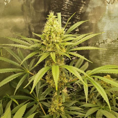 Mimosa x Orange Punch growlog timeline photo