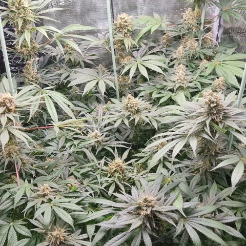 Mimosa x Orange Punch growlog timeline photo