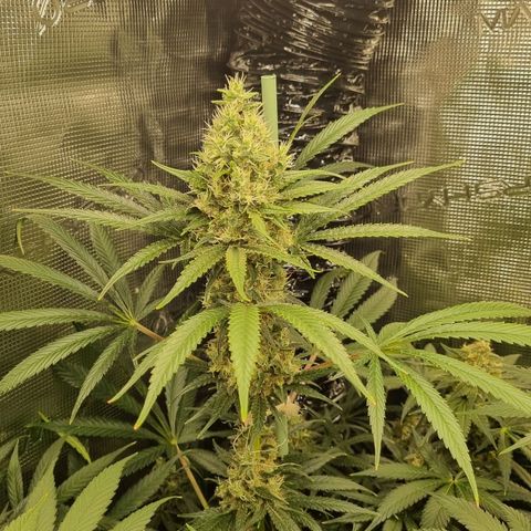 Mimosa x Orange Punch growlog timeline photo