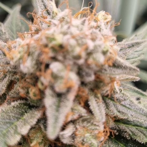 Mimosa x Orange Punch growlog timeline photo