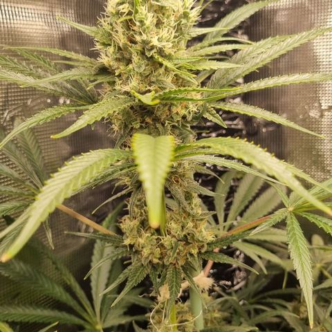 Mimosa x Orange Punch growlog timeline photo
