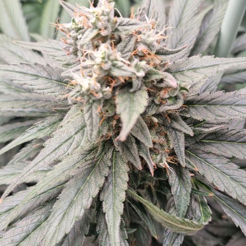 Mimosa x Orange Punch growlog timeline photo