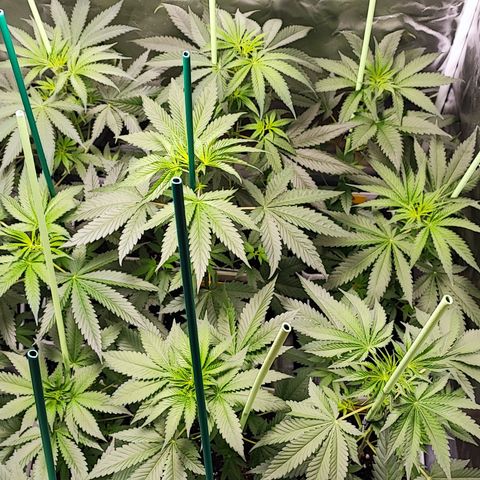 Gorilla Glue #4 #4 growlog timeline photo