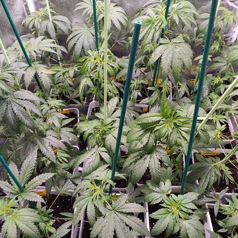 Gorilla Glue #4 #4 growlog photo: Potenciador foliar + defoliación satélites intermedios.