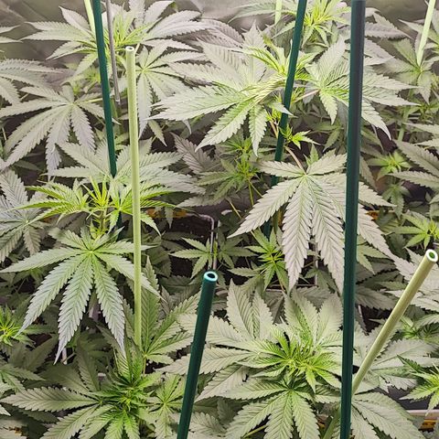 Gorilla Glue #4 #4 growlog photo: En dos días floración