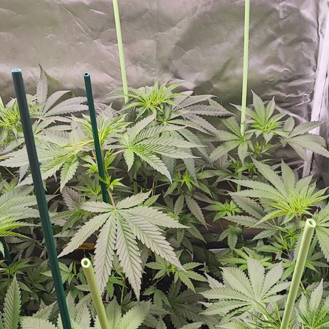 Gorilla Glue #4 #4 growlog photo: En dos días floración