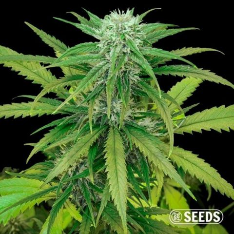 Crítical Fast #4 growlog timeline photo